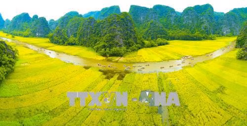 Sắc vàng Tam Cốc - Tràng An ảnh 1