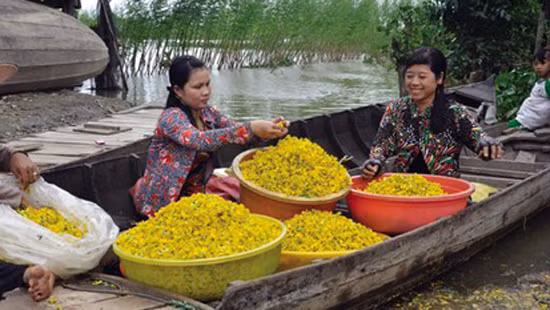Thu về, nhớ mùa bông điên điển ảnh 1