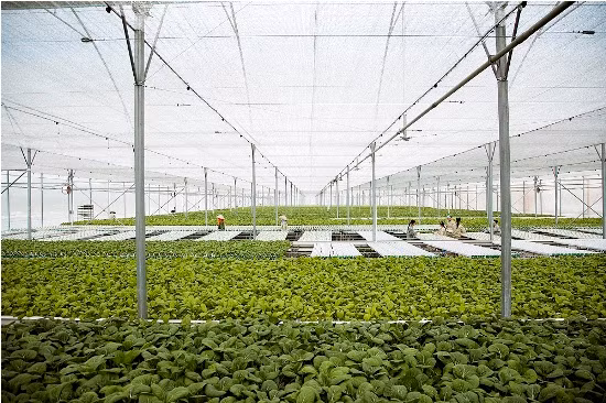 Vingroup liên kết với 1.000 HTX và hộ nông dân cung ứng nông sản sạch ảnh 2