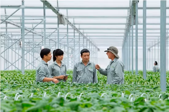 Vingroup liên kết với 1.000 HTX và hộ nông dân cung ứng nông sản sạch ảnh 1