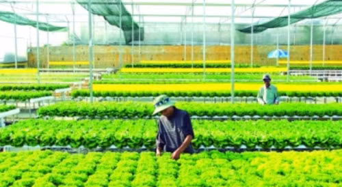 Agribank cho vay nông nghiệp công nghệ cao hơn 5.000 tỷ đồng ảnh 1