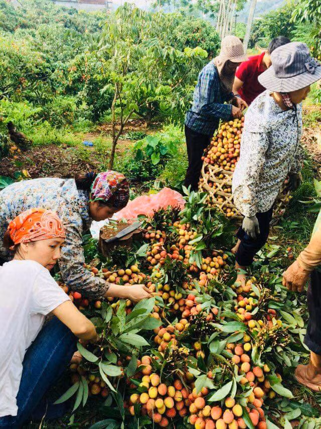 Kết thúc vụ vải thiều, nông dân Bắc Giang thu về hơn 5.700 tỷ đồng ảnh 2