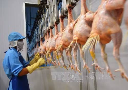 Cơ hội xuất khẩu thịt gà sang EU ảnh 1