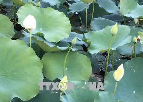 Nhân rộng giống sen trắng quý hiếm ở khu vực Đại Nội, Huế ảnh 1