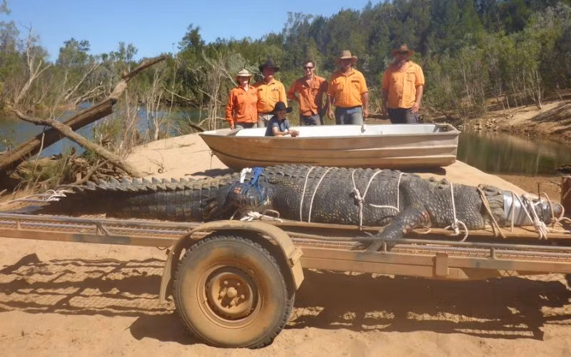 Sau 8 năm ròng rã truy lùng, lực lượng chức năng Australia bắt được cá sấu khổng lồ ảnh 1