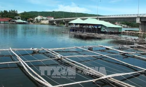 Phú Yên xử lý tình trạng nuôi ốc cháy tự phát trong đầm Ô Loan ảnh 1
