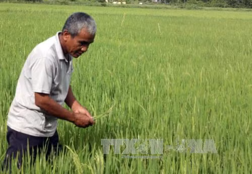 Muỗi hành gây hại lúa Đông Xuân tại Kiên Giang ảnh 1
