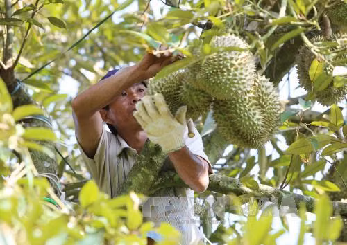 Giá một số loại trái cây tăng mạnh ảnh 1