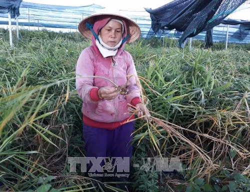 Nhiều hộ dân trồng gừng ở Ninh Thuận có nguy cơ trắng tay ảnh 2