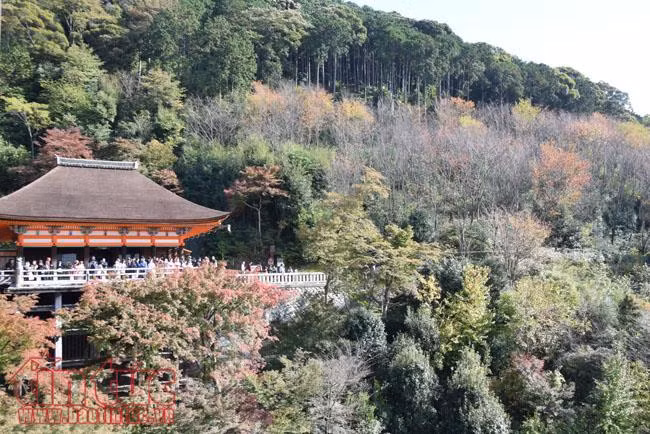 Thăm ngôi chùa nổi tiếng nhất cố đô Kyoto ảnh 8