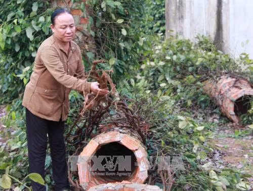 Đắk Lắk khôi phục diện tích hồ tiêu bị ảnh hưởng do mưa bão ảnh 1