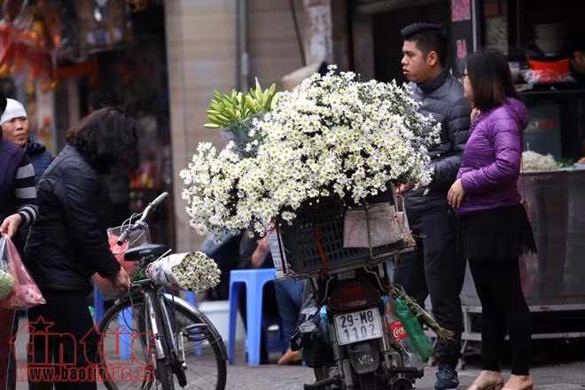 Cúc họa mi đem đông về trên phố Hà Nội ảnh 6