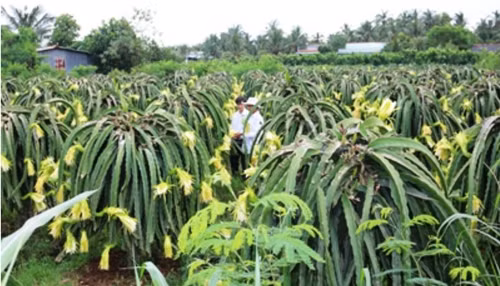 Hiệu quả từ mô hình cho vay qua tổ vay vốn tại Agribank Tiền Giang ảnh 1