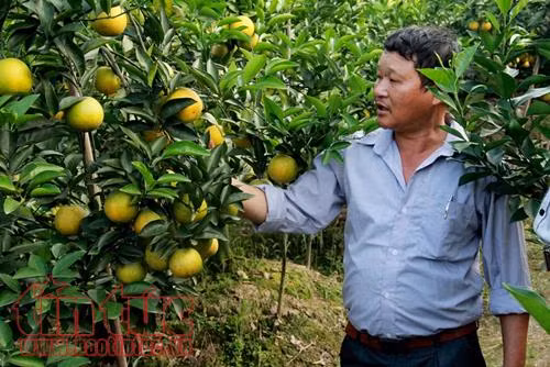 Thu nhập cao từ thương hiệu cam Hưng Yên chuẩn VietGAP ảnh 2