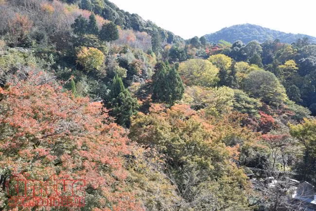 Thăm ngôi chùa nổi tiếng nhất cố đô Kyoto ảnh 9