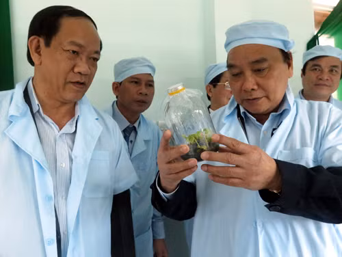 Giảm nghèo nhờ trồng dược liệu dưới tán rừng ảnh 1