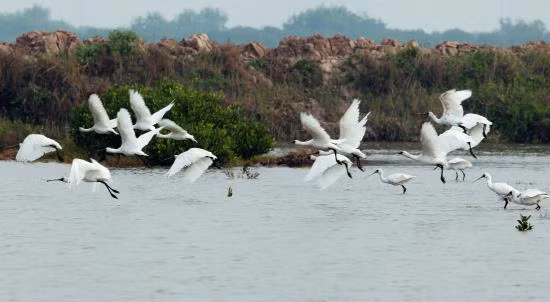 Vườn Quốc gia Xuân Thuỷ, nơi giao hoà giữa con người và thiên nhiên ảnh 2