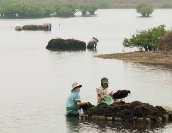 Vườn Quốc gia Xuân Thuỷ, nơi giao hoà giữa con người và thiên nhiên ảnh 10