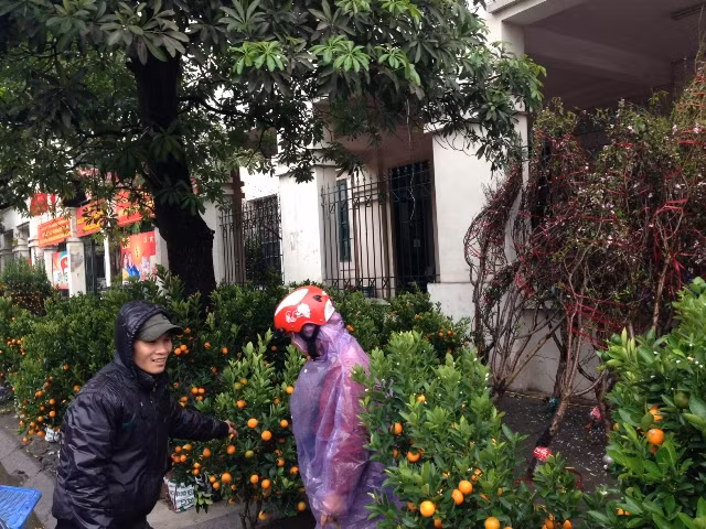 Quất, đào xuống phố ảnh 1