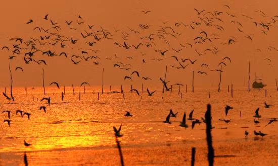 Vườn Quốc gia Xuân Thuỷ, nơi giao hoà giữa con người và thiên nhiên ảnh 6