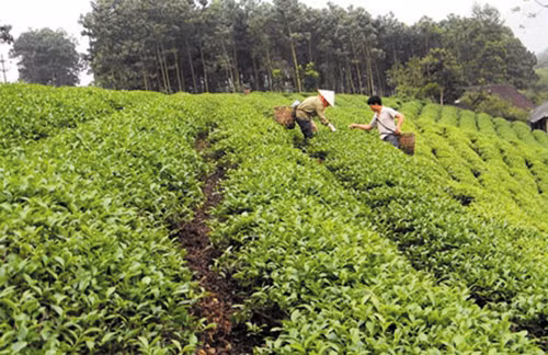 Diện mạo mới sau 4 năm xây dựng nông thôn mới ở Tuyên Quang ảnh 1