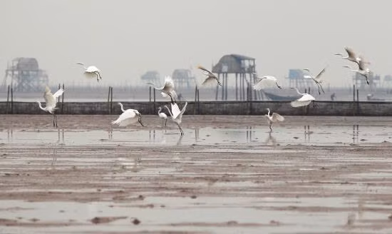 Vườn Quốc gia Xuân Thuỷ, nơi giao hoà giữa con người và thiên nhiên ảnh 12