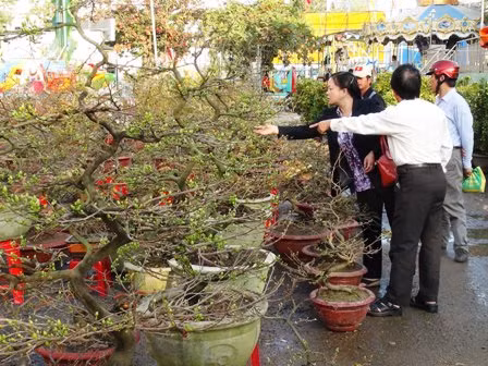 Hoa cảnh nườm nượp đổ về thành phố ảnh 3