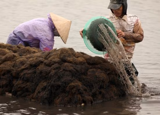 Vườn Quốc gia Xuân Thuỷ, nơi giao hoà giữa con người và thiên nhiên ảnh 11