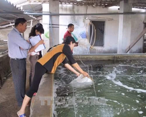 Nhiều khó khăn trong kiểm soát chất lượng con giống thủy sản ảnh 2