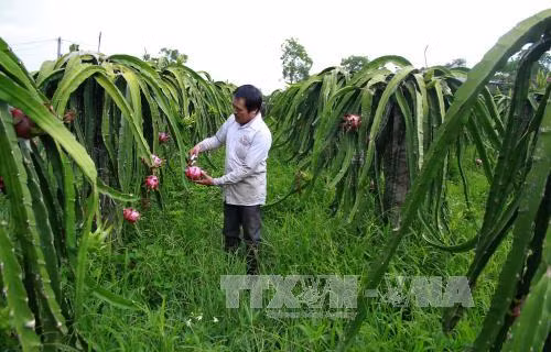 Thu hút doanh nghiệp đầu tư vào nông nghiệp ảnh 1