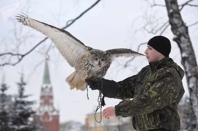 Đội ngũ lông vũ 'tinh nhuệ' bảo vệ Điện Kremlin ảnh 7