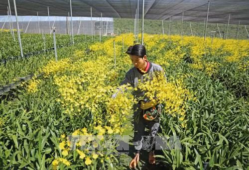 Bội thu nhờ trồng lan vũ nữ xuất khẩu ảnh 1