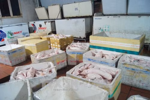 Bắt quả tang gần 1,3 tấn heo sữa không rõ nguồn gốc định tuồn ra thị trường Tết ảnh 2