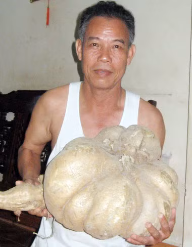 Củ sắn khổng lồ 16kg ảnh 1