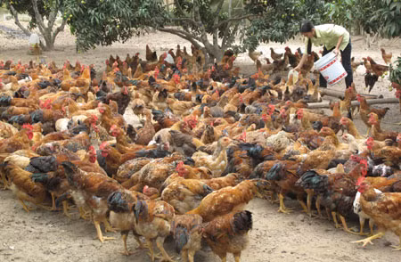 Phát triển thương hiệu 'Gà đồi Yên Thế' ảnh 1