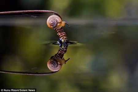 Chùm ảnh độc đáo côn trùng trên nước ảnh 6
