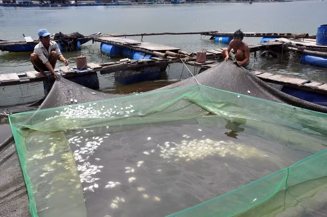 Sông Chà Và ô nhiễm nặng do xả thải ảnh 1
