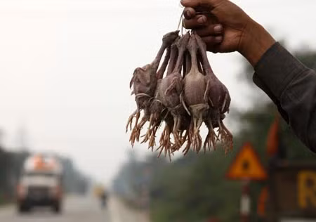Cần ngăn chặn nạn “tận diệt” chim trời ảnh 1