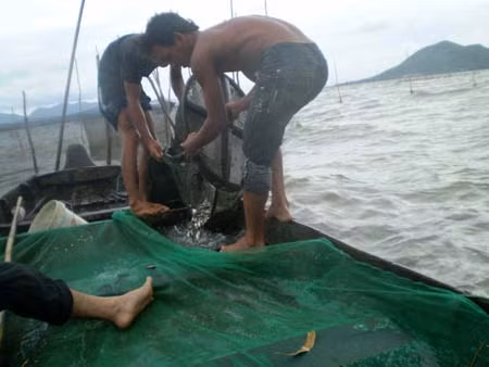 Cá linh mùa nước nổi ảnh 2