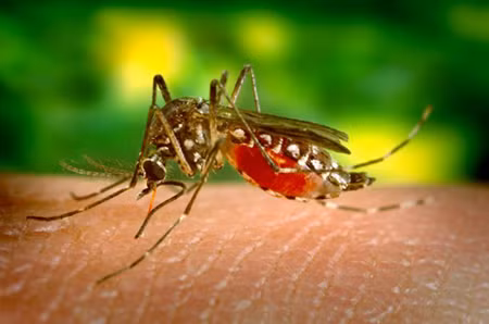 Virút Tây sông Nile hoành hành tại Mỹ ảnh 1