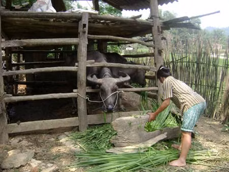 Hướng thoát nghèo từ chăn nuôi đại gia súc ảnh 1