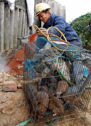 'Đặc sản' thịt chuột ở Thái Bình ảnh 2