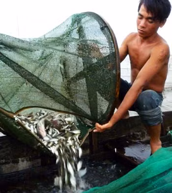 Cá linh mùa nước nổi ảnh 1
