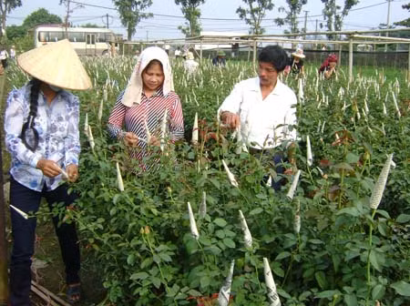 Nông dân Văn Giang học nghề trồng hoa ảnh 1