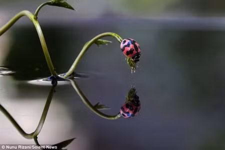 Chùm ảnh độc đáo côn trùng trên nước ảnh 2