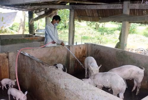 Trung Quốc giảm mua, lợn sụt giá ảnh 1