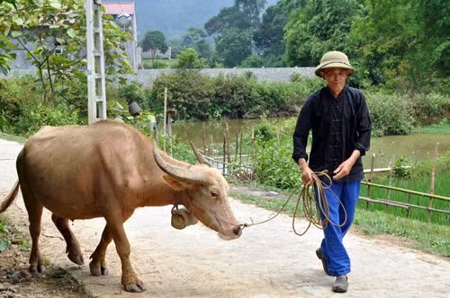 Gương mẫu trong phong trào xây dựng nông thôn mới ảnh 1