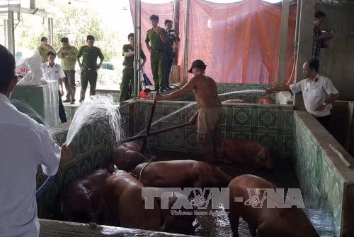 Đánh tráo lợn nhiễm chất cấm tuồn vào lò mổ ảnh 1