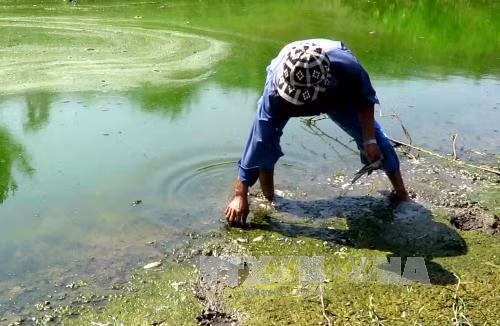 Cá chết bất thường trên sông Hinh, Phú Yên ảnh 2