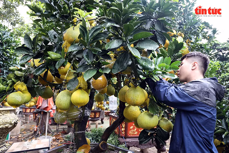 Chú thích ảnh